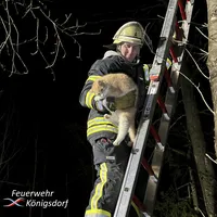 2023-02-09_katze_baum1.jpg
