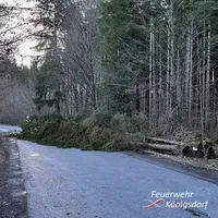 2022-02-17_baum_grundstrasse_2.jpg
