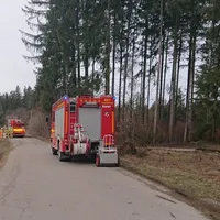 2019-03-11_grundstrasse_baum2.jpg