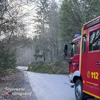 2022-02-17_baum_grundstrasse_1.jpg